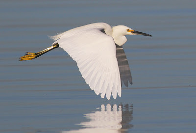 Snowy Egret Bird