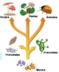 Resultado de imagen de SERES VIVOS CLASIFICACIÓN