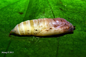 Suffused Snow Flat Tagiades gana buttefly life cycle