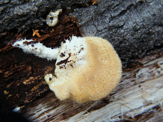 Lentinus strigosus