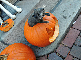 Decoraciones de Halloween en Massachusetts: Beacon Hill, Boston