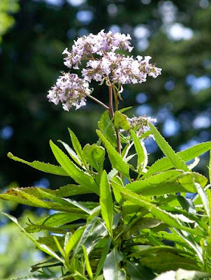 Tanaman Yerba Santa