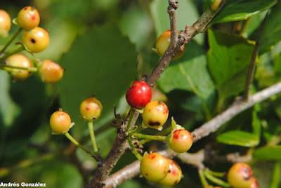 frutos de Xylosoma tweediana