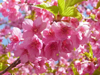 3/15、失敗した写真を撮りに行った、ソメイヨシノより色が濃く、花の1か月近く咲いている。