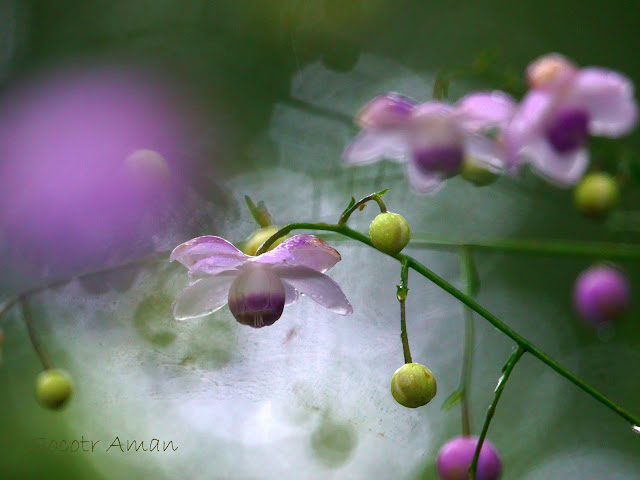 Anemonopsis macrophylla