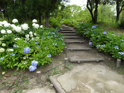 花博記念公園鶴見緑地 花の谷のアジサイ