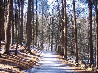 photo of trail along Wilson Mountain, Dedham, MA