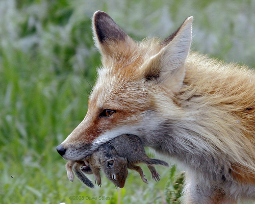 Pictures of Foxes eating rabbits and mice | Animals eating ...