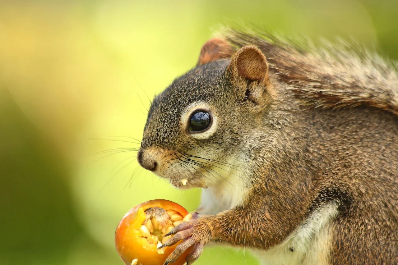 close up photograph of a squirrel eating 14579916