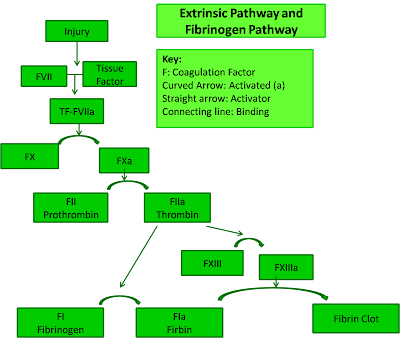 pathway of blood. period || lood clotting