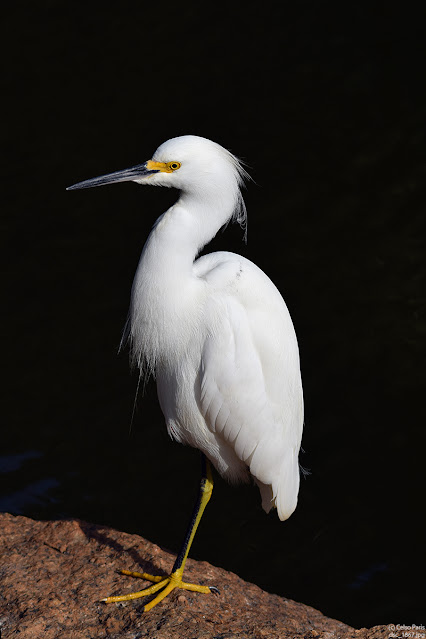 Snowy Egret Egretta thula Garça-branca-pequena Garceta Blanca