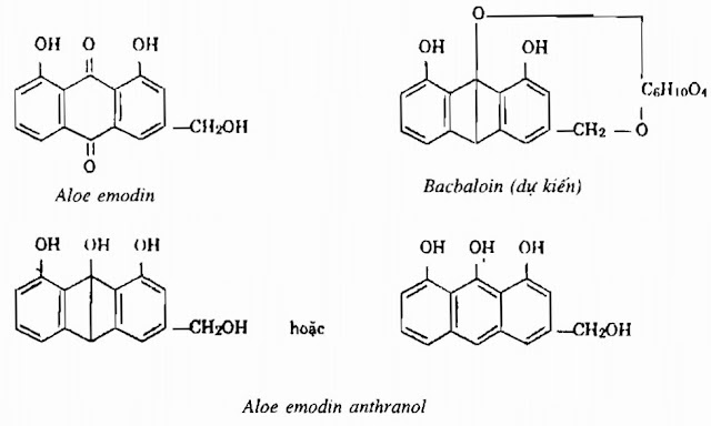 Thành phần hóa học Lô Hội - Aloe sp - Nguyên liệu làm thuốc Nhuận Tràng và Tẩy