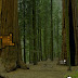 Amazing Redwood Forest Escape