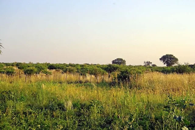 Este jueves se subastarán trece lotes en Balcarce