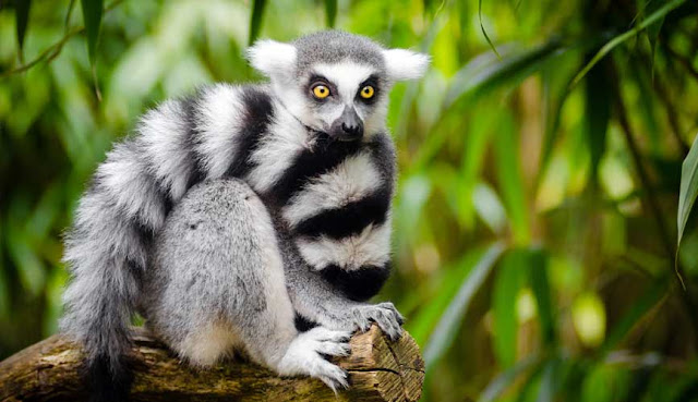 lemur