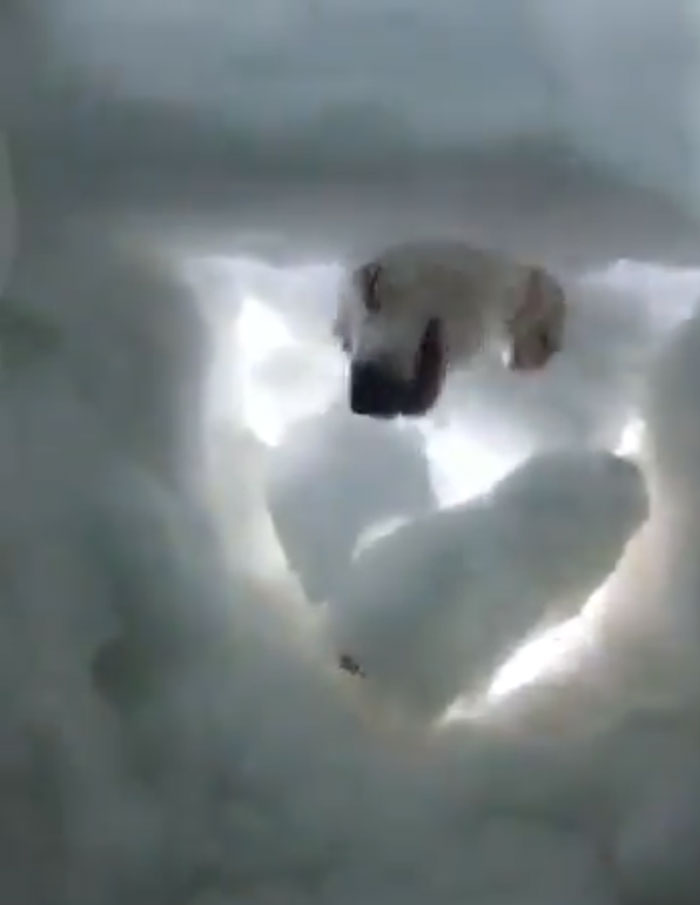 Heartwarming Video Of Mountain Rescue Dog Saving A Man Who Was Buried In Snow