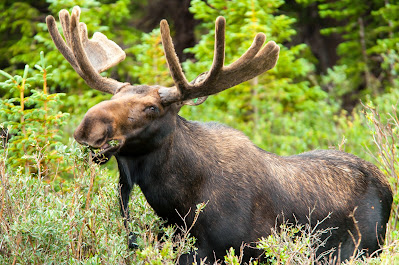 Bull Moose, Brainard Lake