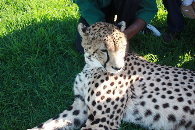 Amazing Cheetahs Facts, Amazing Cheetah