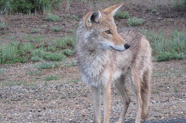 Coyotes se pasean en Residencial San Francisco de Coronado 