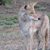 Coyotes se pasean en Residencial San Francisco de Coronado 