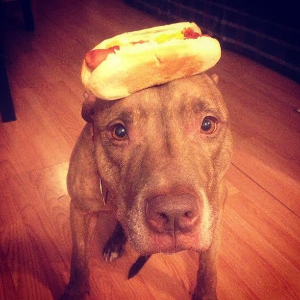 Scout the pit bull balances stuff on his head (30 pics), stuff on Scout's head, scout with hot dog on his head