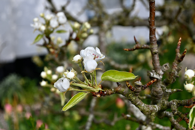 Peren bloesem