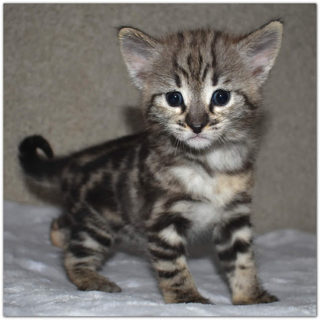 Free Kittens Near Dearborn MI for Adoption