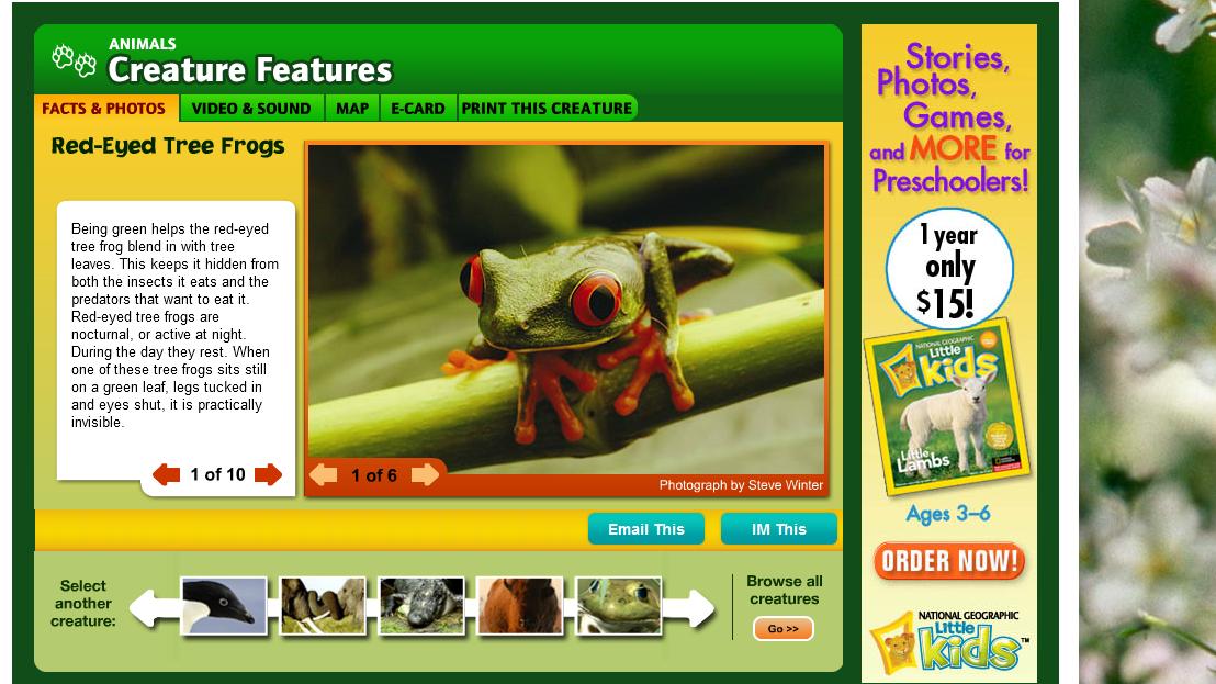  .com/kids/animals/creaturefeature/red-eyed-tree-frogs-3.bp.blogspot.com