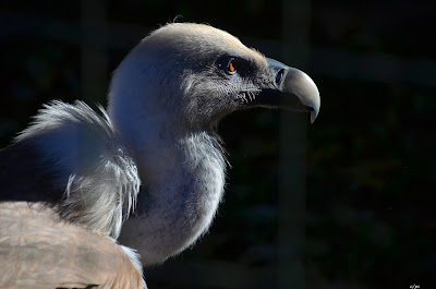 Vogel, bird, oiseau, Uccello, Pássaro, птица, pájaro, kuş, chim, vták, pták, madár, птушка, zog, ptica, птица, lintu, πουλί, птица, fågel, kuş, madár, zog