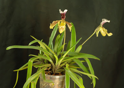 Paphiopedilum gratrixianum orchid plant care and cultue