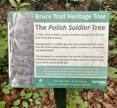 Bruce Trail Polish Soldier Tree.