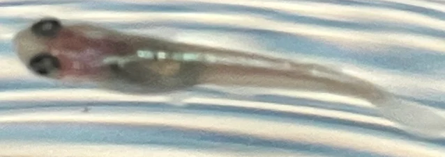 ラズリーメダカ 稚魚 ６９日目