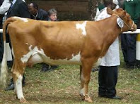 Breeds of dairy cow in Kenya