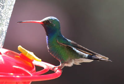 Photo of Broad-billed Hummingbird at feeder