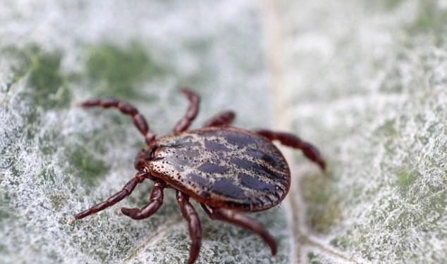 A Doctor Discovered A Vaccine That Protects Against Lyme Disease