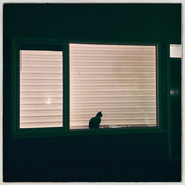 Avondscène met kat voor het raam