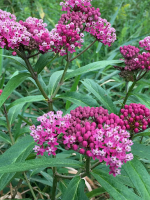 swamp milkweed