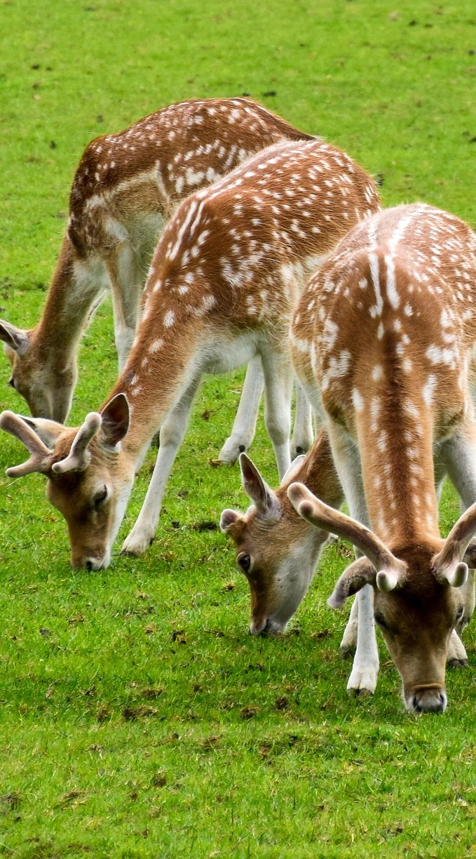  A number of deer grazing together.