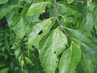 Common Hackberry leaves and fruit