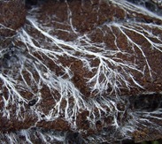 Fungal_hyphae_620