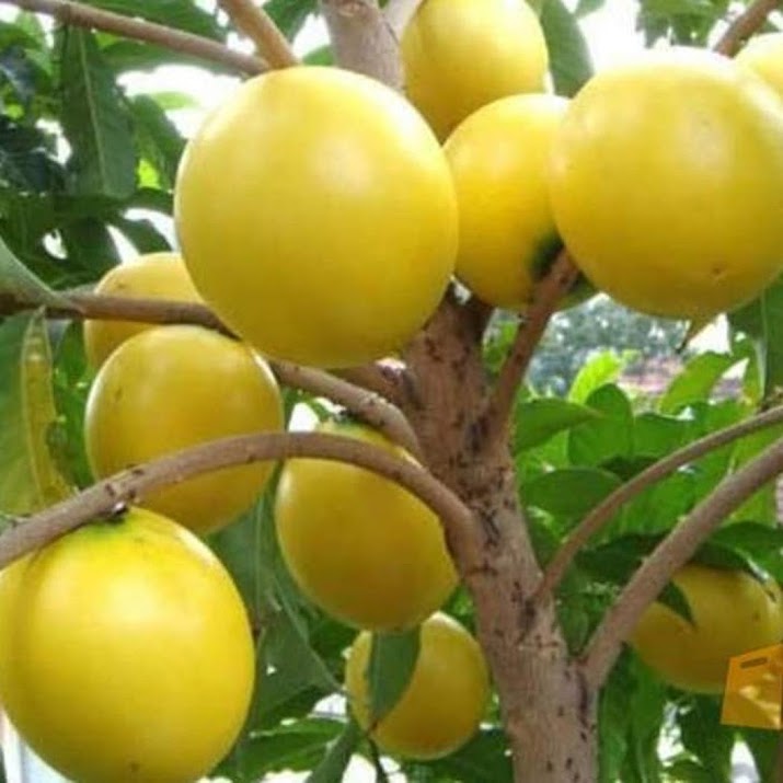 bibit abiu sawo australi Tual