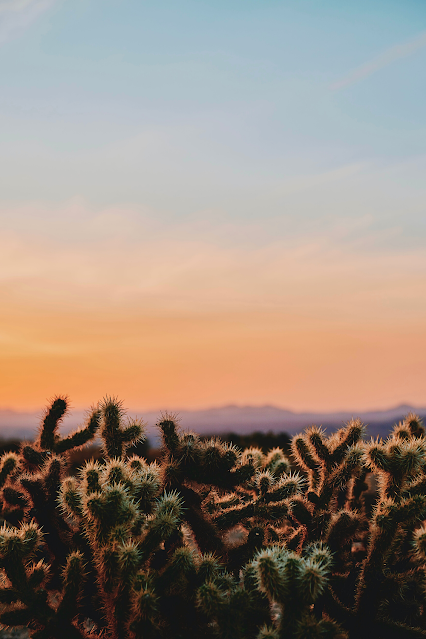 Desert Cactus Sunset Make a Wish