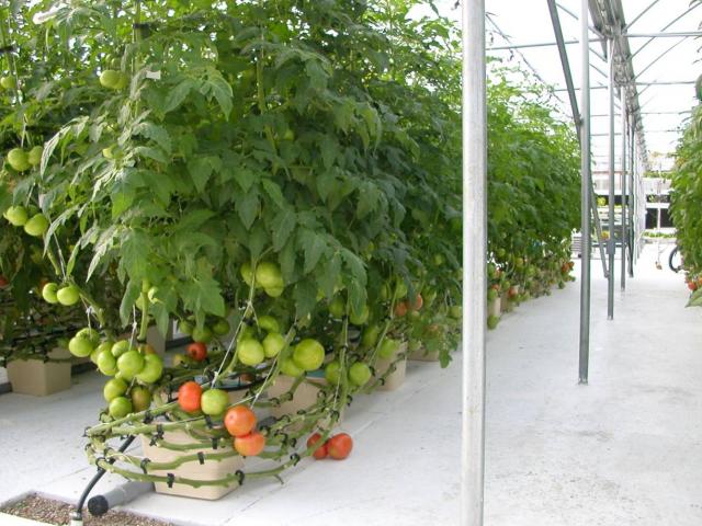 Plants Farming System, Hydroponic Plant, Tomato Hydroponics Plants ...