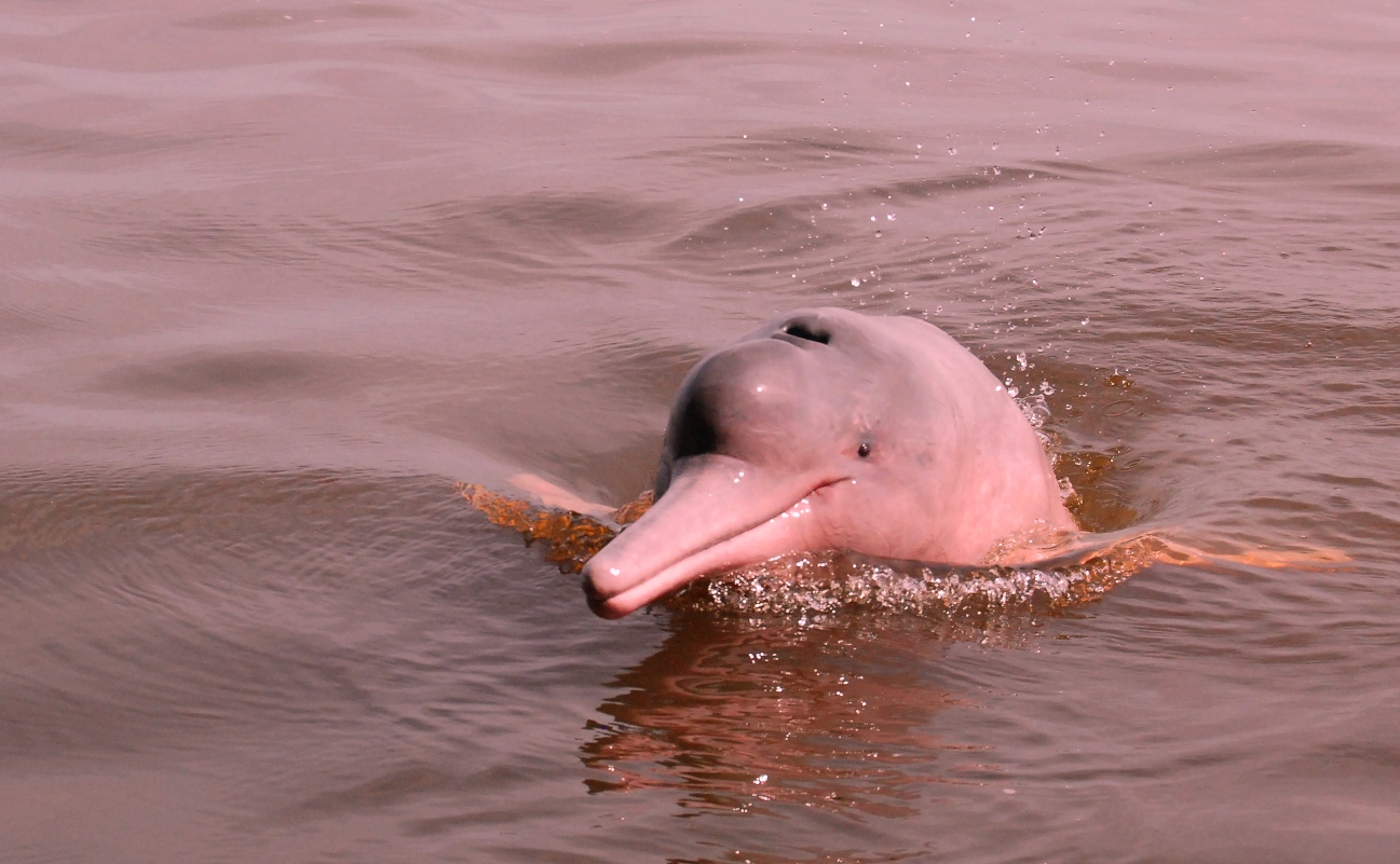 dr michael brines and dr yamin w a pink dolphin near manaus fishing