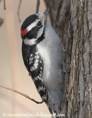 Downy woodpecker, Toronto photographer Robert Rafton