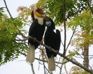 BERITA KALIMANTAN  Burung Khas Kalimantan 
