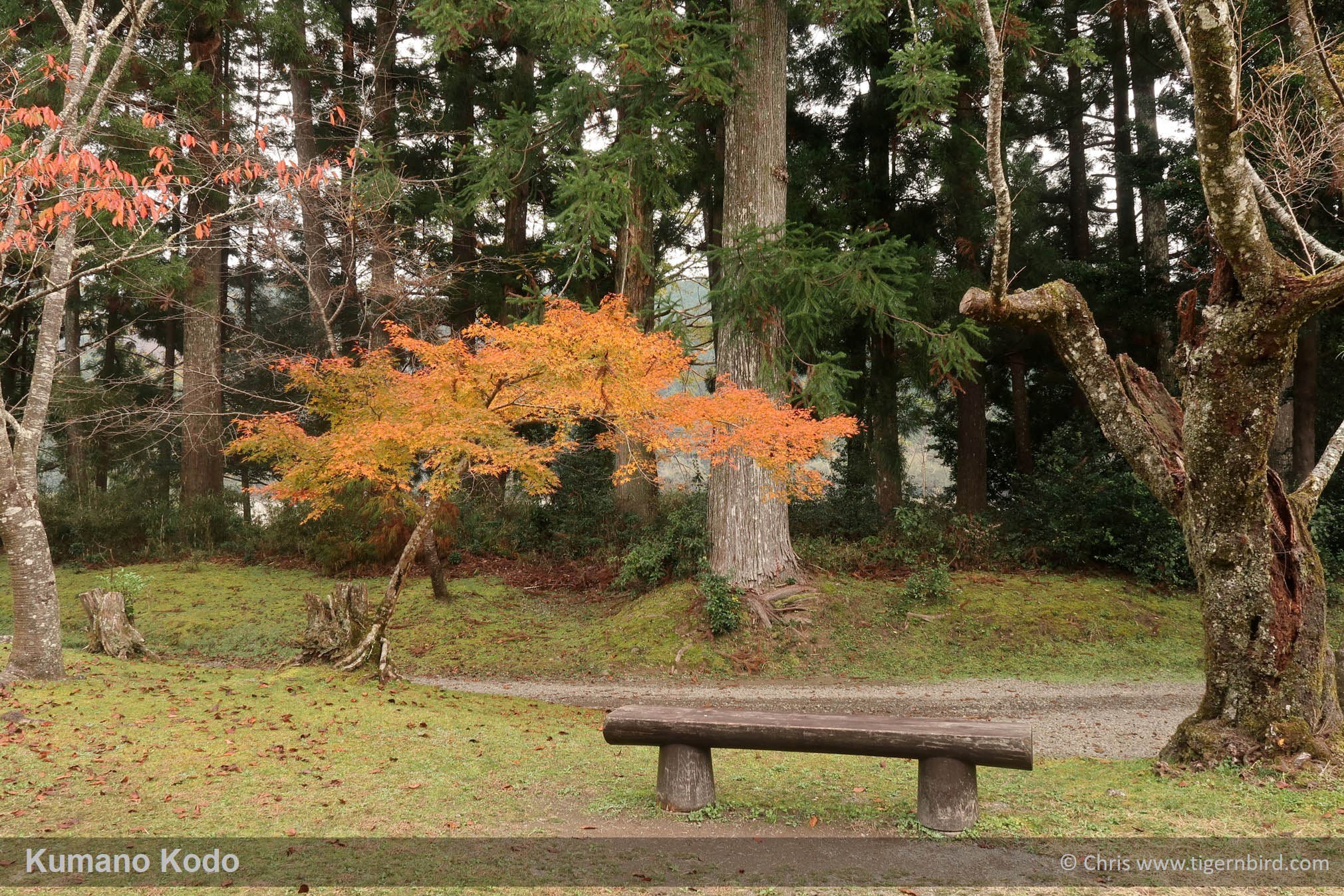 Wooden bench in park beneath trees with autumn leaves in Kumano, Japan