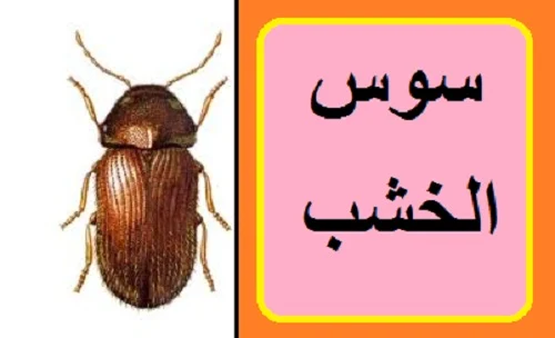 "الفرق بين سوس الخشب وسوس الطعام" "اضرار سوس الطعام" "لون وشكل سوس الطعام" "لون سوس الخشب" دورة حياة سوس الطعام" "دورة حياة سوس الخشب" "مواصفات سوس الطعام" "احجام سوس الطعام" "ما هو شكل سوس الطعام؟" "هل سوس الخشب يقرص الإنسان؟" "هل سوس الخشب لونه اسود؟" "ما هي انواع السوس؟" "سوس الرز منتشر في البيت؟" "أنواع سوس الخشب بالصور؟" "علامات وجود سوس الخشب؟" "شكل سوس البهارات؟" "هل سوس الطعام يقرص؟" "هل سوس الخشب يطير؟" "شكل سوس الاكل"