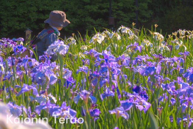 Row the flower 綺麗はつくられる 大阪府枚方市 山田池公園 花しょうぶ園