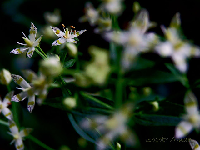 Swertia bimaculata